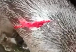 Cadela é atingida com golpes de facão em residencial de Arapiraca