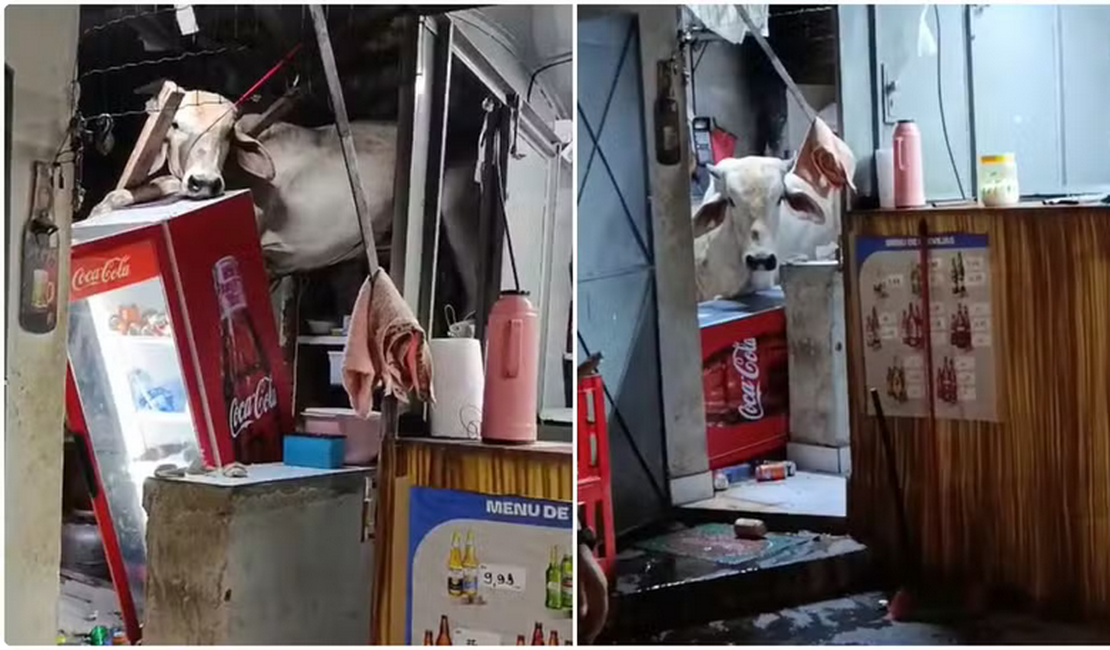 Vaca cai em telhado da cozinha de um bar e causa prejuízos no interior do Ceará
