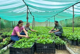 Família assentada investe em cafeicultura na Zona da Mata de Alagoas