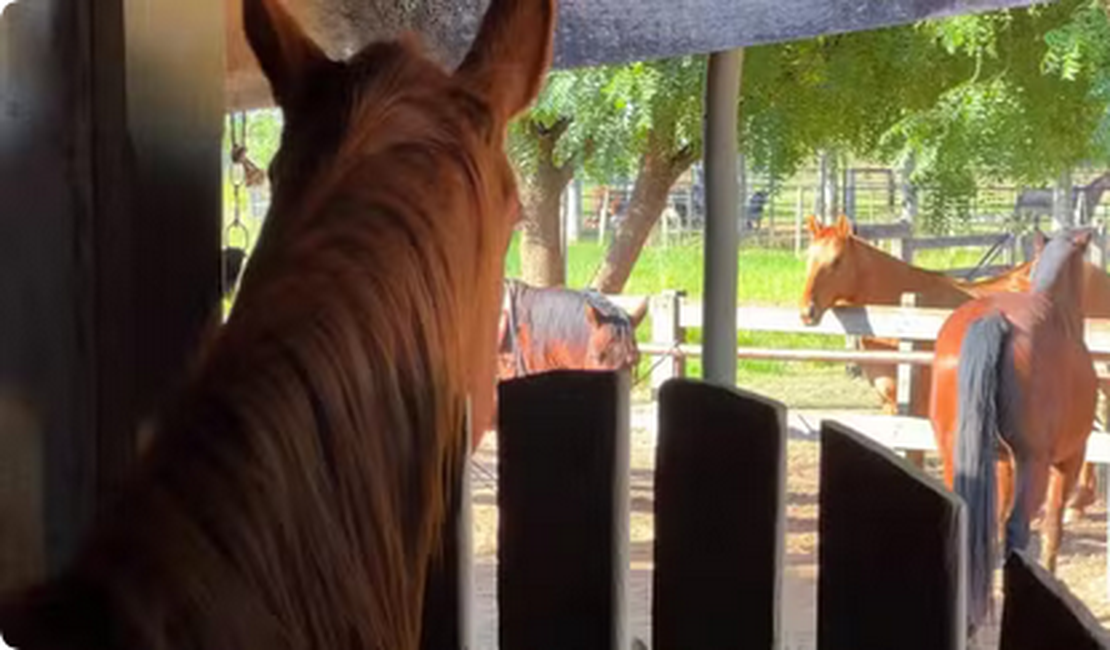 Homem que morreu após cair de cavalo e fraturar pescoço em Taquarana é identificado