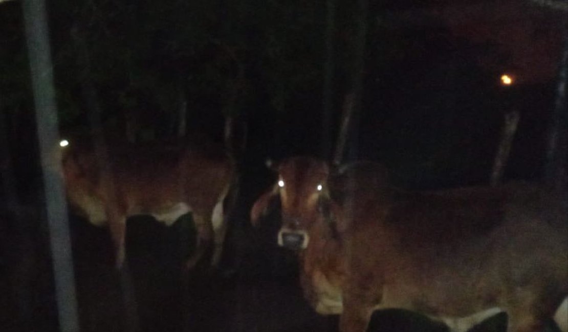 Seis cabeças de gado furtadas em propriedade rural são recuperadas e homem é preso em Poço das Trincheiras