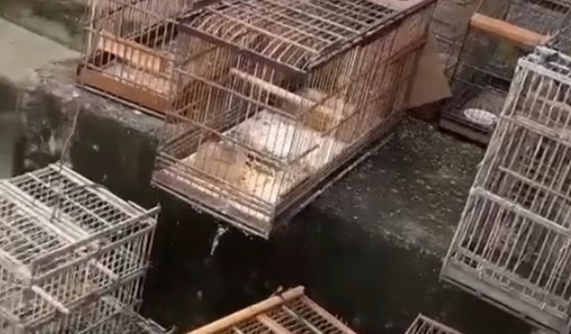 VÍDEO: BPA resgata 37 aves que estavam em local irregular em Maceió