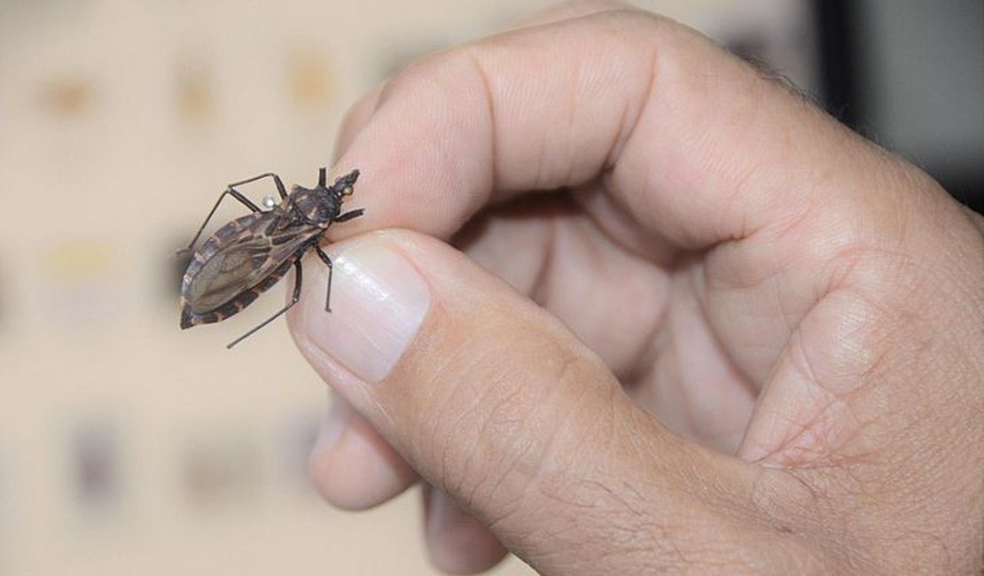 Alagoas tem registro de Doença de Chagas em 54 dos 102 municípios