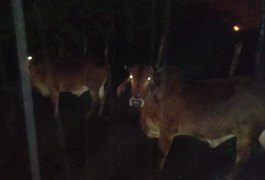 Seis cabeças de gado furtadas em propriedade rural são recuperadas e homem é preso em Poço das Trincheiras