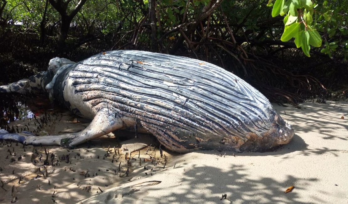 Filhote de baleia Jubarte é encontrado morto na Barra de São Miguel