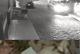 Investigação conclui que gato foi atropelado acidentalmente em Arapiraca; caso inicialmente apontava disparo de arma