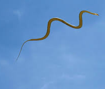 Cientistas descobrem cobras voadoras e ficam intrigados; saiba como