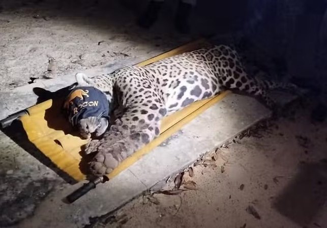 Onça que matou caseiro no pantanal é capturada