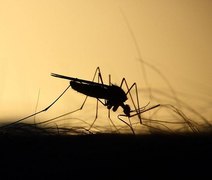 Ministério da Saúde confirma terceira morte por dengue neste ano em Alagoas