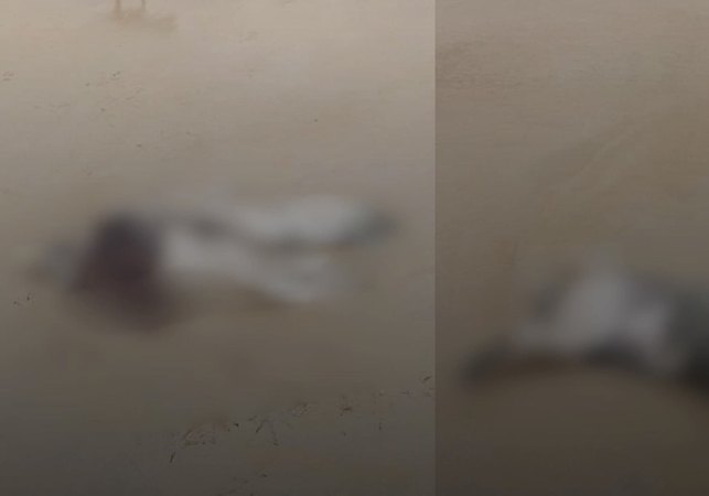 Elefante-marinho é encontrado morto em Alagoas e caso levanta suspeitas sobre causa da morte