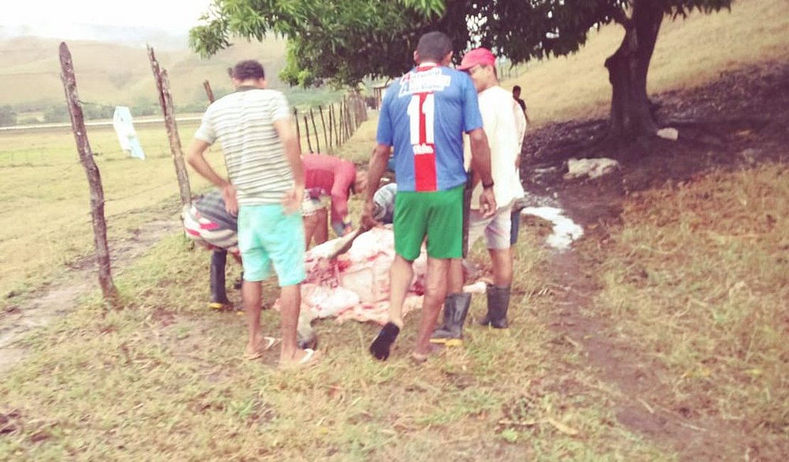 Raio mata três bois em sítio durante fortes chuvas em Alagoas