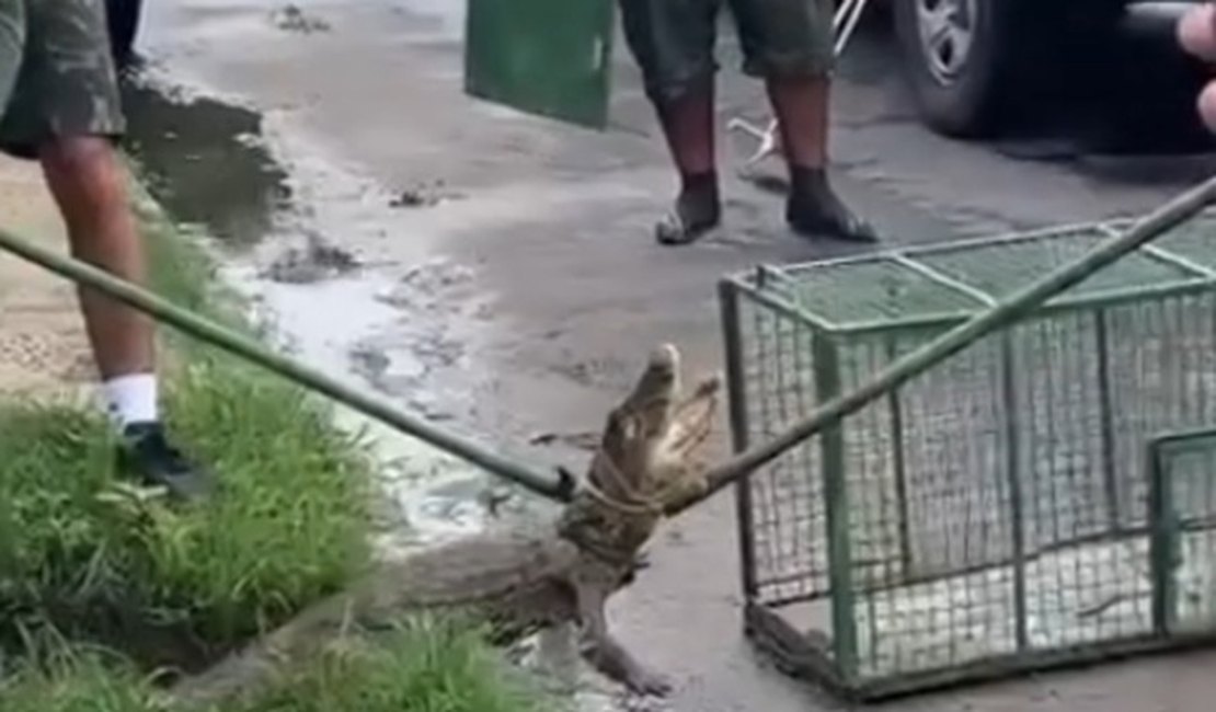 VÍDEO: Jacaré em via pública é resgatado pelo BPA em Marechal Deodoro