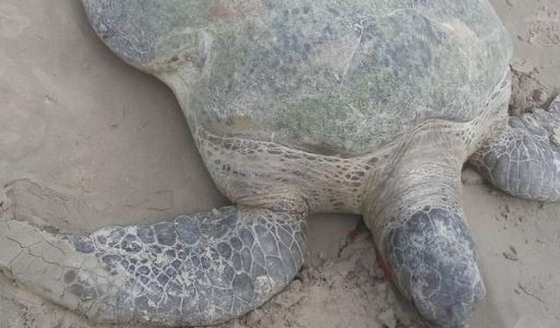 Tartaruga marinha é encontrada morta na Praia da Avenida, em Maceió