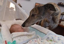 Bebê conquista cão resgatado e que tinha medo de humanos