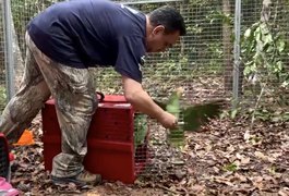 Projeto do Ministério Público permite volta dos Papagaios Chauás à Zona da Mata alagoana 30 após extinção