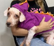 Veja como ficou cachorro resgatado com 3 kg de sujeira após tratamento