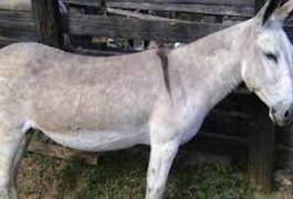 Mulher denuncia série de estupros contra jumentas em cidade no interior do Ceará: 'Eu não aguento mais'