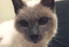 Morre gato siamês mais velho do mundo, aos 30 anos