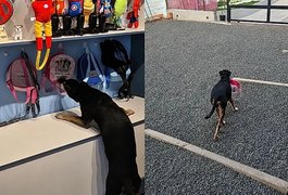 VÍDEO: Vira-lata viraliza ao pegar a própria mochila para ir embora de creche