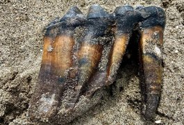 Mulher encontra por acaso dente de mastodonte em praia na Califórnia