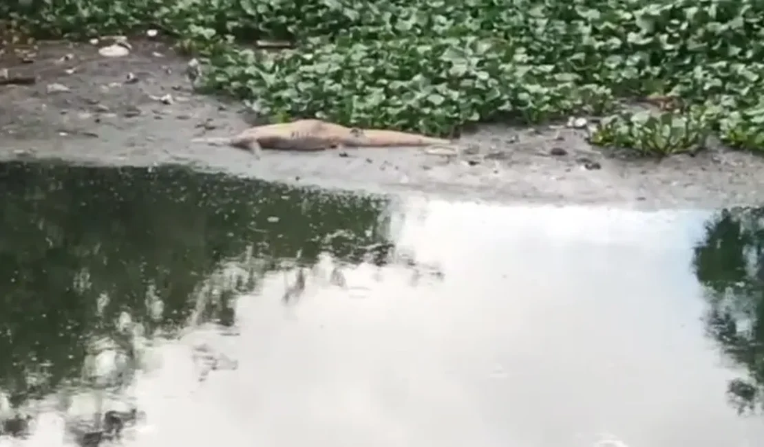Jacaré é encontrado morto nas margens do Riacho Piauí e acende alerta ambiental