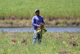 Projeto realizado em Coruripe termina com colheita de 250 toneladas de feijão para 300 famílias