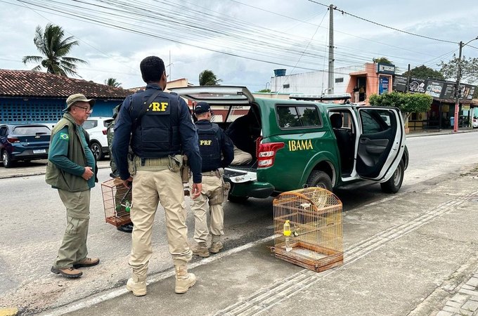 Fiscalização flagra irregularidades em criatório de aves em Arapiraca