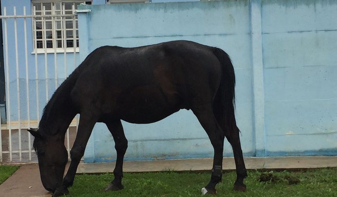 Cavalo é flagrado usando tornozeleira eletrônica no Paraná