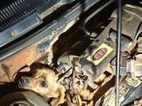Cachorro caramelo é resgatado após ficar preso em motor de carro