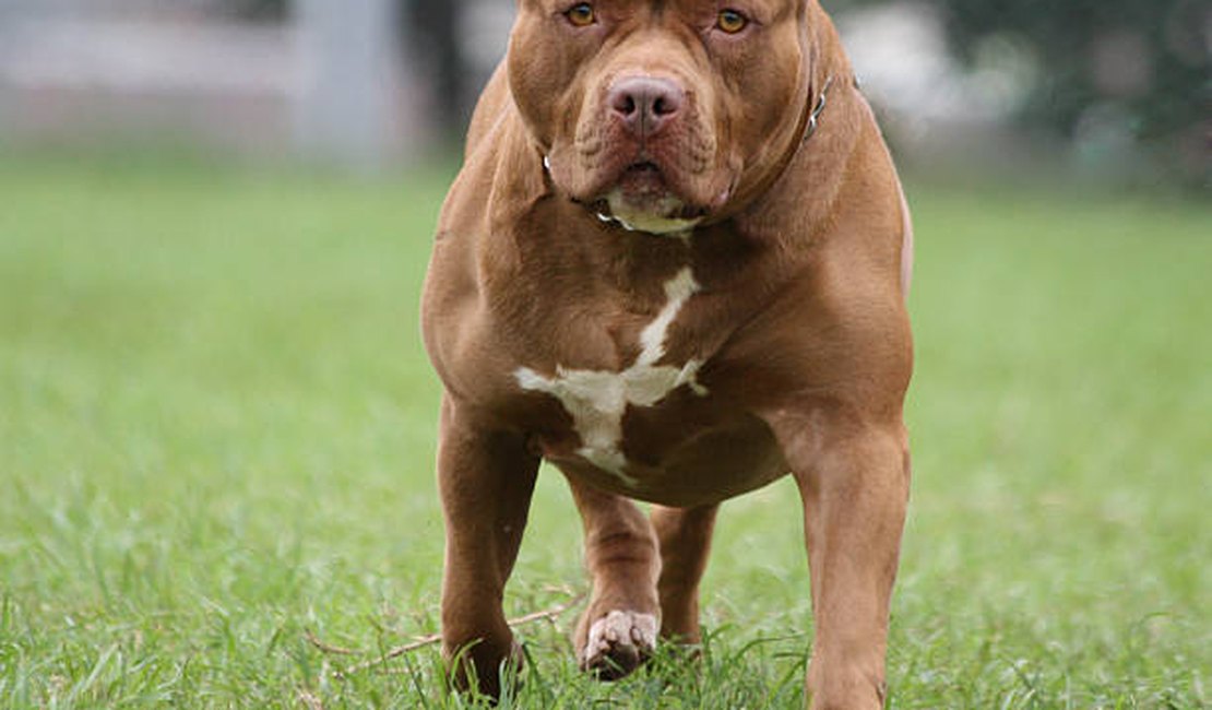 Homem ameaça os vizinhos soltando cachorro da raça pitbull na rua em Rio Largo