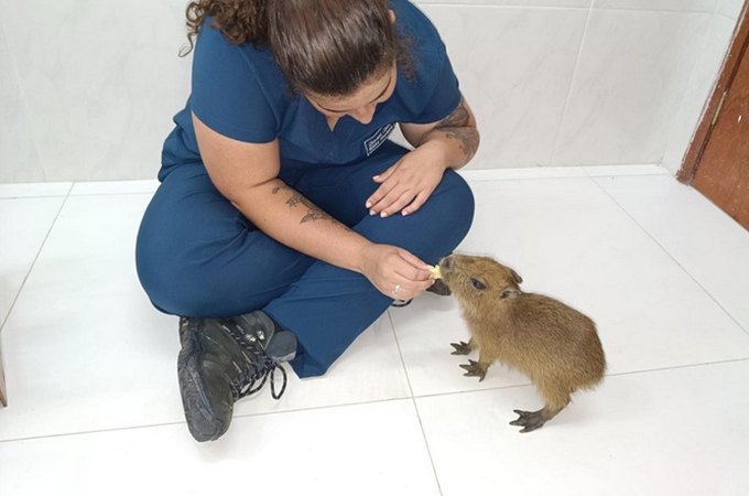 Filhote de capivara tratado em Alagoas ganha novo lar em zoológico em Fortaleza
