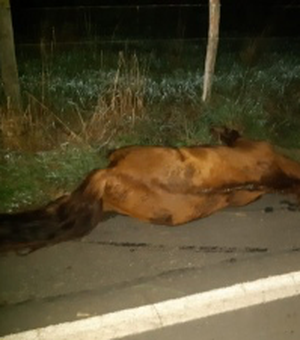 Motorista não consegue desviar veículo de animal na pista e atropela cavalo, em Arapiraca