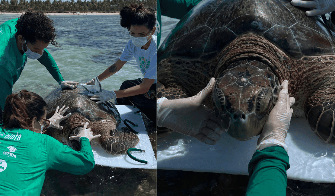 Tartaruga-verde é resgatada após ficar presa em curral de pesca em Ipioca