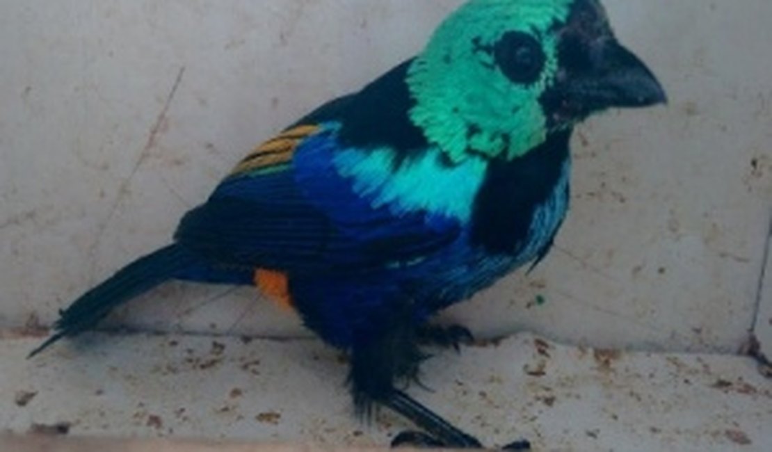 Polícia resgata aves mantidas em cativeiro no interior