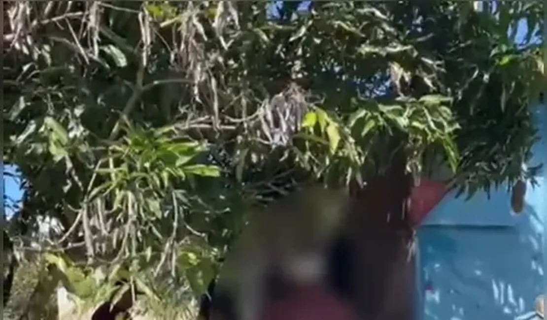 Homem é preso suspeito de adotar cadelas para manter relações sexuais no interior alagoano