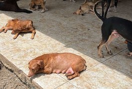 300 cães em situação de canibalismo são resgatados em operação realizada em Maceió