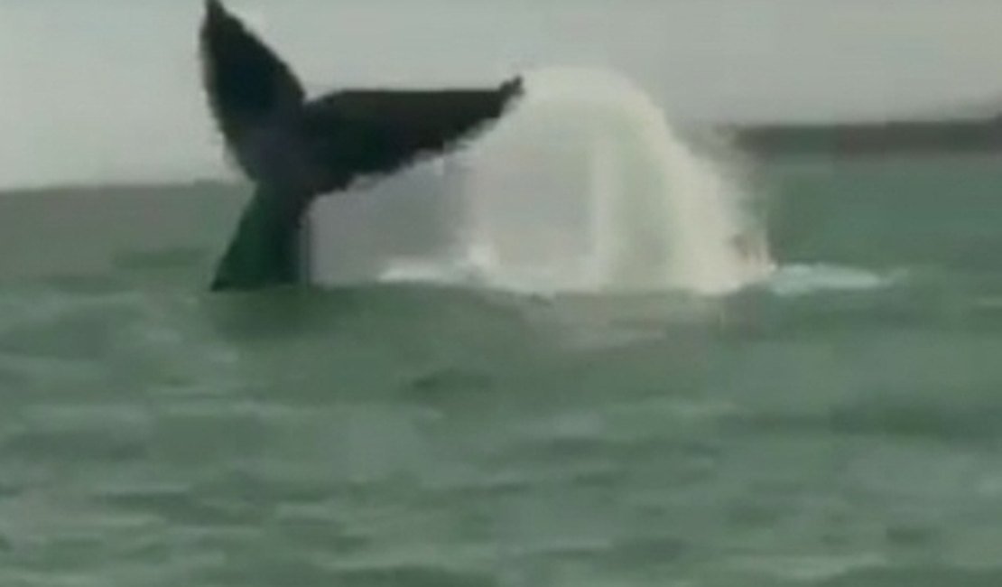 Vídeo. Banhistas e navegantes avistam baleia jubarte na orla de Maragogi