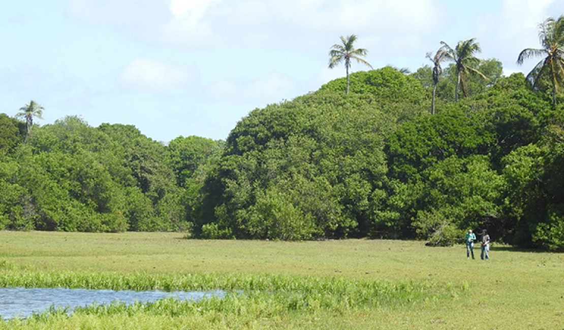 Grupo de pesquisa do MHN cataloga todas as aves de Piaçabuçu