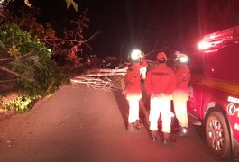 Queda de árvore obstrui trecho da AL-485, no Povoado Cerâmica
