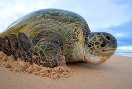 Começa desova de tartarugas marinhas nas praias do Brasil