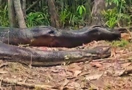 Vídeo: pescador se depara com anaconda gigante no Amazonas