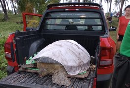 Tartaruga de 1,2 metro é resgatada pelo Instituto Biota em Passo de Camaragibe