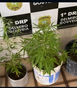 'Horta' de maconha é encontrada na casa de criminosos durante ação policial no interior de Alagoas