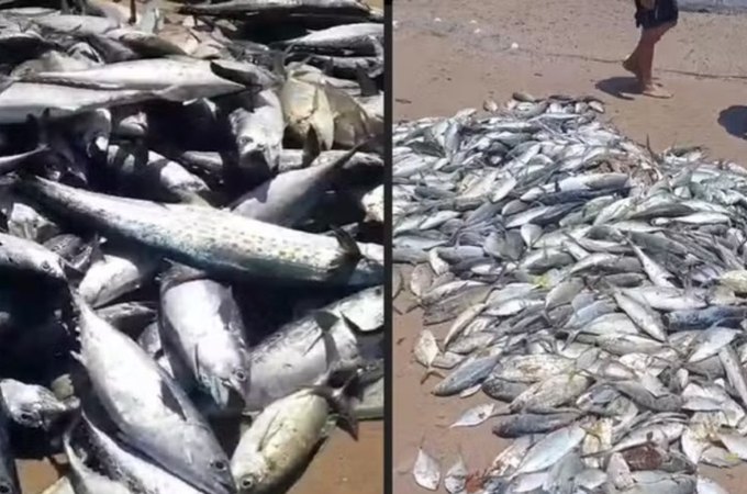 Pescadores comemoram pesca farta ao capturar quase 5 mil peixes em Coruripe