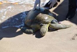 Tartaruga-verde ferida é resgatada por banhistas na praia de Pajuçara, em Maceió