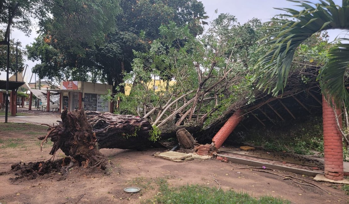 Árvore cai na Praça Luiz Pereira Lima e derruba cobertura e poste durante temporal