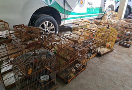 Mais de 160 pássaros silvestres são apreendidos após operação em oito municípios de Alagoas