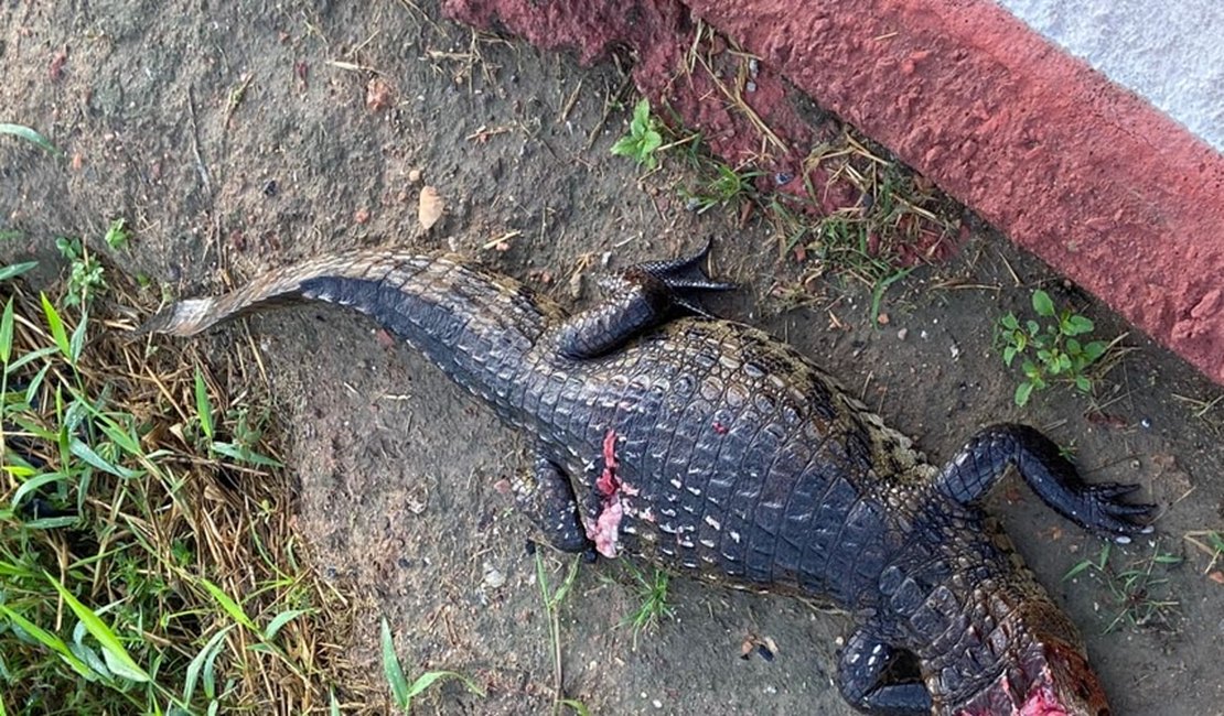 Jacaré é encontrado morto nas proximidades do Riacho Piauí, em Arapiraca