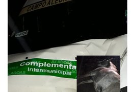 Animal solto na pista provoca mais um acidente na AL-220, em Arapiraca