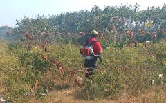 Bombeiros vegetação